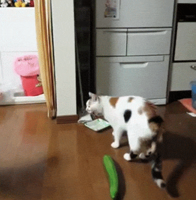 【悲報】かわいそう！ネコにきゅうりをみせるイタズラでネコは一生トラウマに！絶対にやらないほうがいいらしい