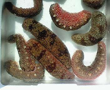 人類史上最も偉大な人間は誰ですか？