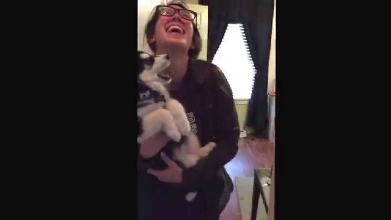 Talking husky puppy - YouTube