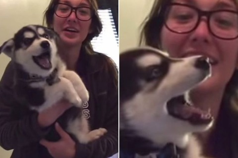 子供の声を出す子犬! : 世界病気通信