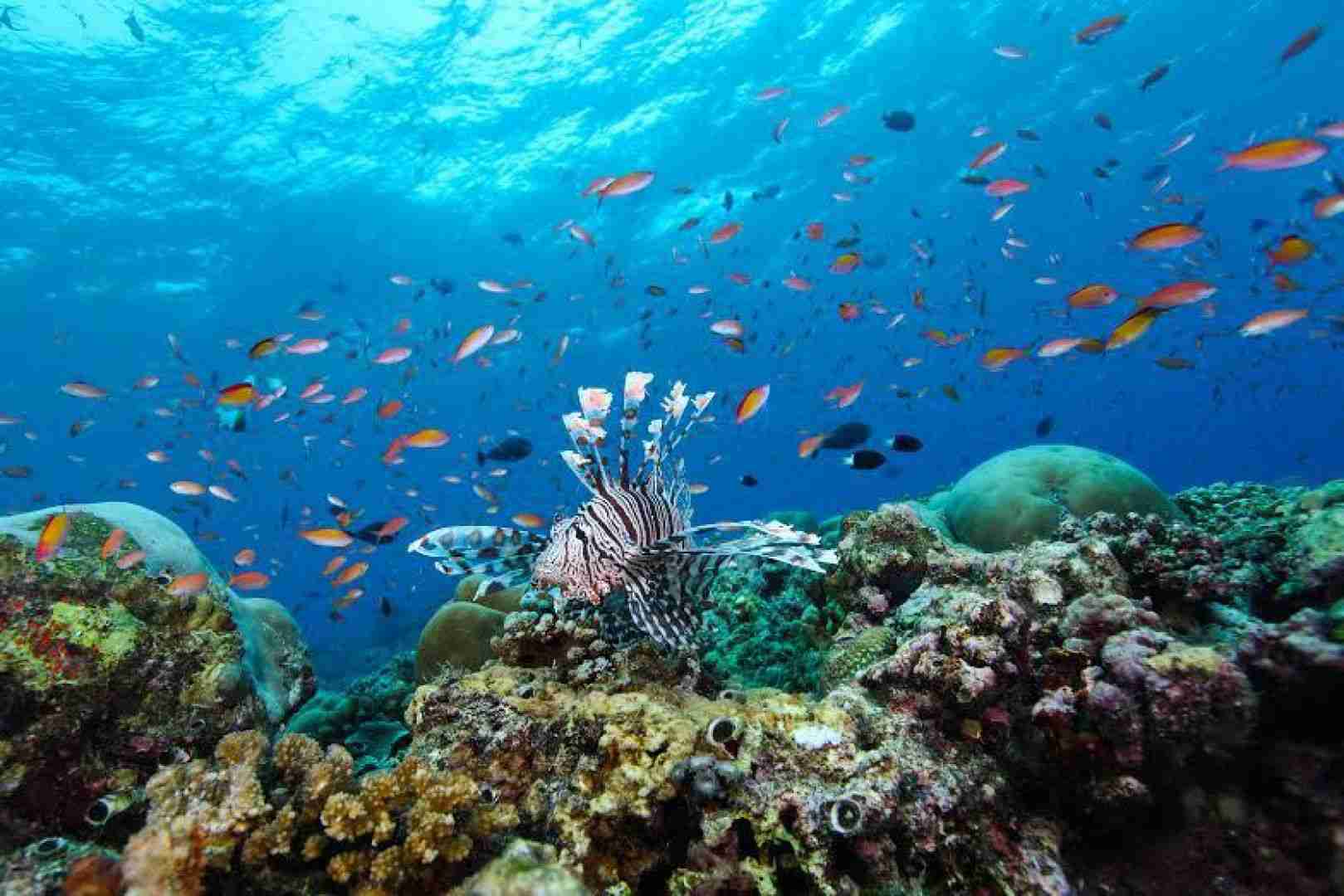 綺麗な海中の写真が集まるトピ