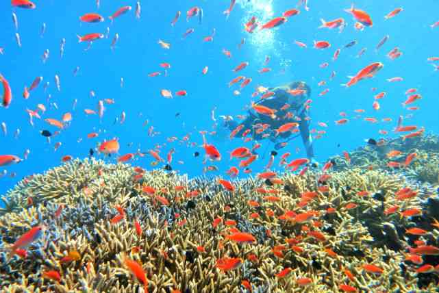 綺麗な海中の写真が集まるトピ