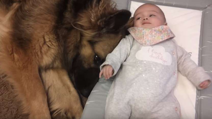 大型犬が好きな方、語りましょうー!