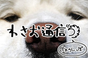 飼い主母さん近況 - わさお通信：今日のしっぽ