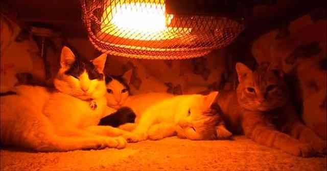 3連休が終わって絶望してる人も多いと思いますが、ここで連休中と連休明けの猫ちゃんの様子を見てみましょう