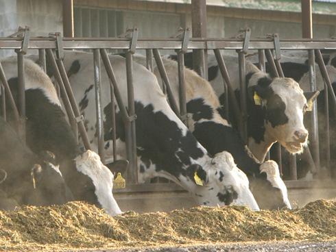 牛のエサに牛や○○が アメリカ産牛肉の実態｜世界の裏側ニュース