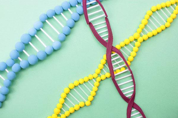 最新科学マイクロキメリズムで分かったDNAの驚愕秘密! - Ameba News [アメーバニュース]