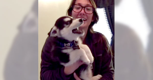 人の声のような鳴き方をするハスキーの子犬が話題に
