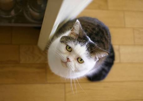 ガルちゃんどや顔グランプリ♬