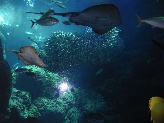 綺麗な海中の写真が集まるトピ