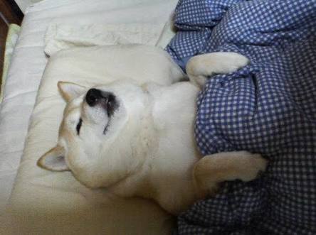 ペットと一緒に寝てる人