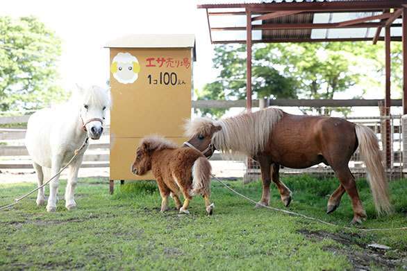 「キュン死必至」－犬より小さいミニチュアホース「そらまめ」に話題騒然