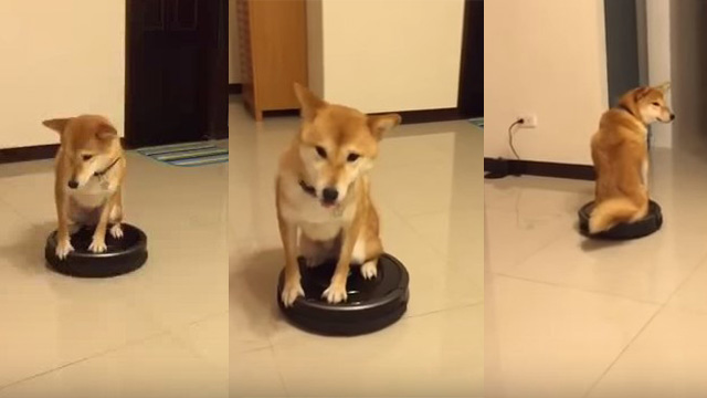 柴犬がルンバに連行され…そのままどこかに去っていくおもしろ動画 | ANIMALive