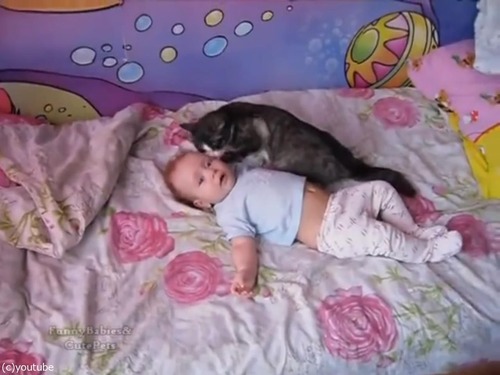 わんわん泣く赤ちゃんをあやす…やさしい猫が可愛い！