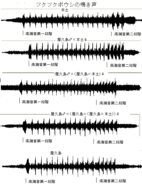 つくつくぼうし、後半の鳴声は？
