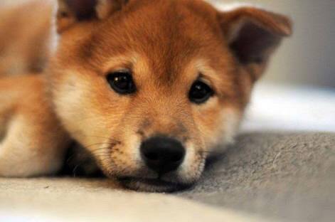 がるちゃんに疲れた人