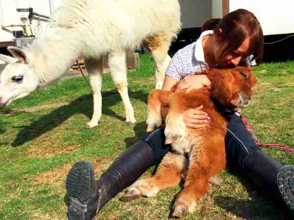 「キュン死必至」－犬より小さいミニチュアホース「そらまめ」に話題騒然