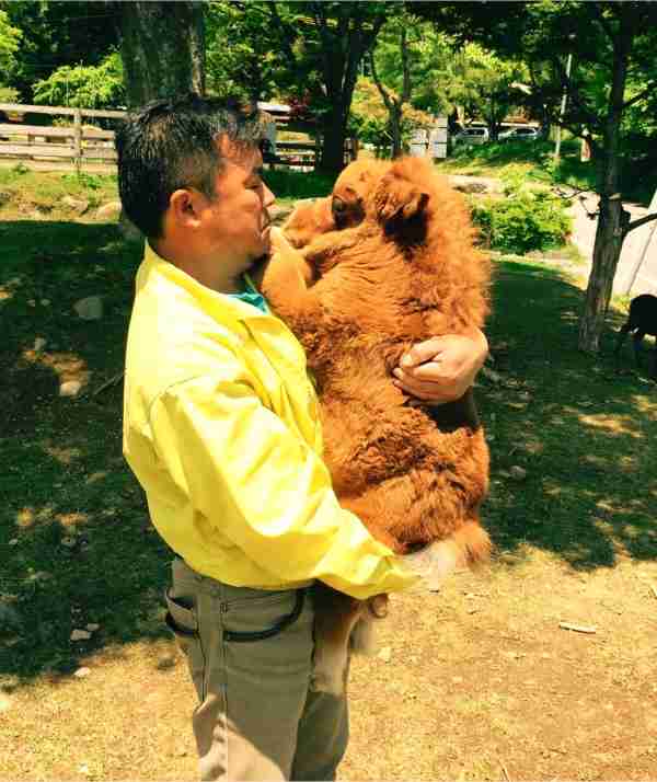 「キュン死必至」－犬より小さいミニチュアホース「そらまめ」に話題騒然