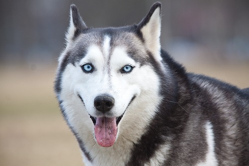 人の声のような鳴き方をするハスキーの子犬が話題に