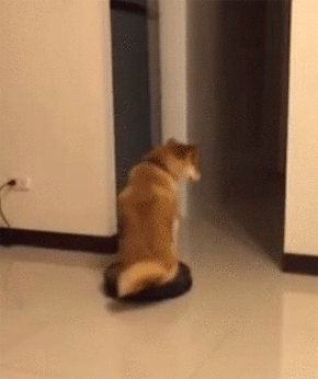 柴犬だってお掃除ロボットに乗れるしターンも決めるし退場もする。