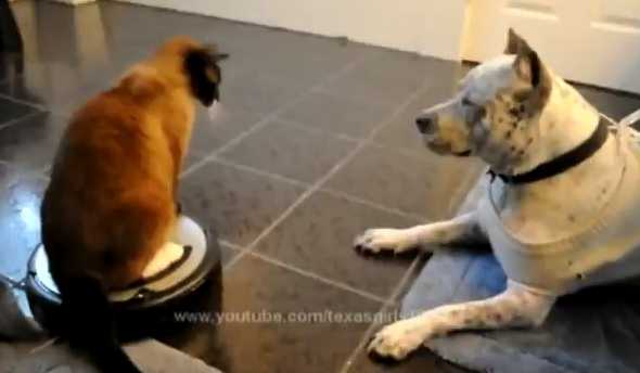 柴犬だってお掃除ロボットに乗れるしターンも決めるし退場もする。
