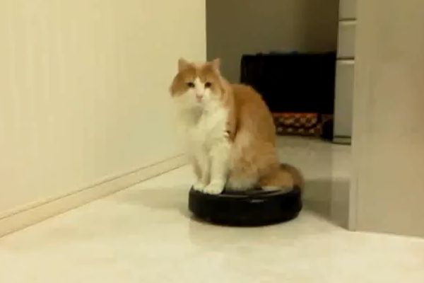 柴犬だってお掃除ロボットに乗れるしターンも決めるし退場もする。