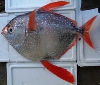 なぜ？回転寿司の代用魚が食材偽装問題として騒がれない理由 - NAVER まとめ