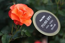 薔薇の画像を持ち寄りましょう
