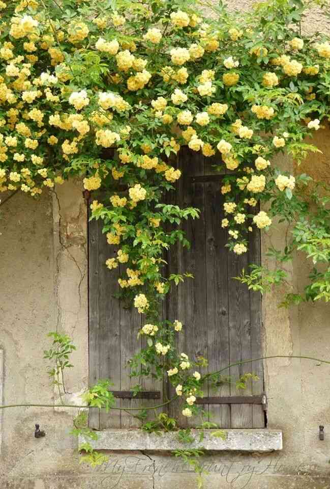 薔薇の画像を持ち寄りましょう