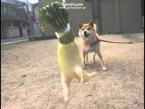 根菜農家の"大根が、走って逃げてるんです"が逃走中かわいい！ - YouTube