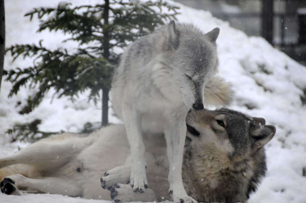 オオカミの画像が集まるだって ガールズちゃんねる Girls Channel