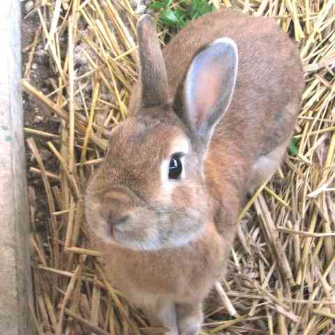 学校の動物飼育の思い出