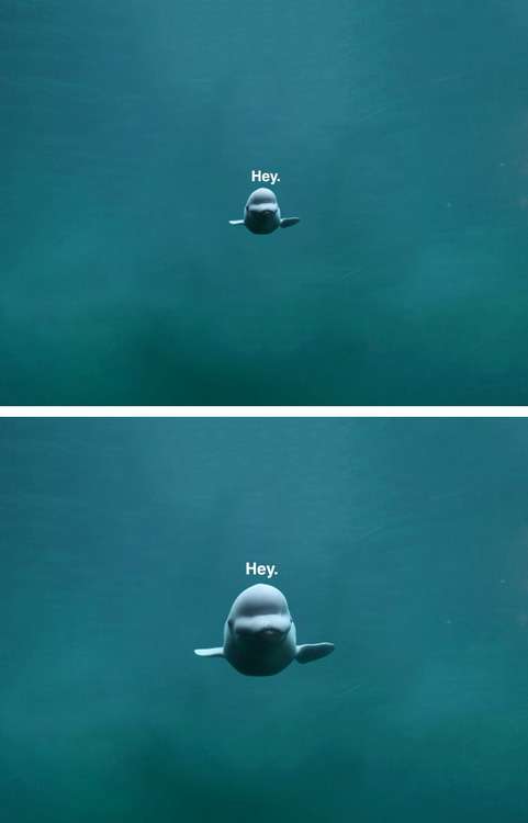 綺麗な海中の写真が集まるトピ