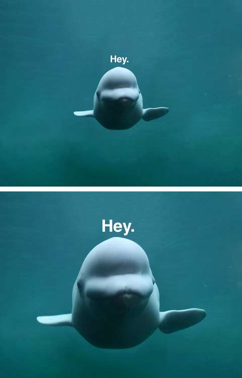 綺麗な海中の写真が集まるトピ
