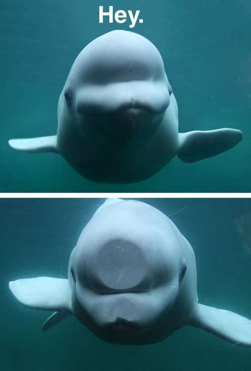綺麗な海中の写真が集まるトピ