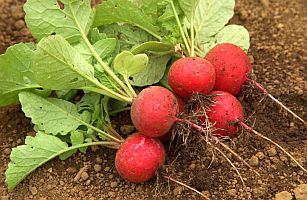 食卓の彩り（特に赤）どうしますか？