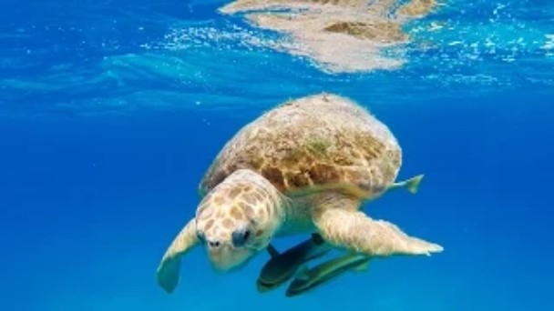綺麗な海中の写真が集まるトピ