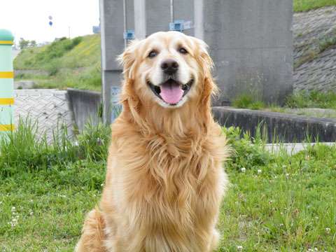 大型犬が好きな方、語りましょうー!