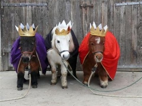「キュン死必至」－犬より小さいミニチュアホース「そらまめ」に話題騒然