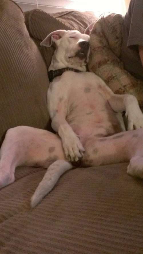 仰向けに寝る犬は怠け者？ 寝相でわかる「愛犬の性格」