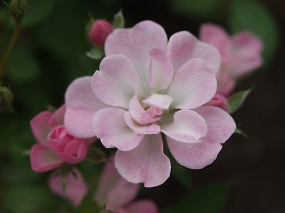 薔薇の画像を持ち寄りましょう