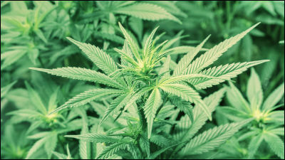 「大麻吸った」小6男児が小学校教師に衝撃の告白 京都府警、児相への通告検討