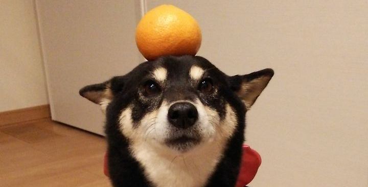 柴犬だってお掃除ロボットに乗れるしターンも決めるし退場もする。