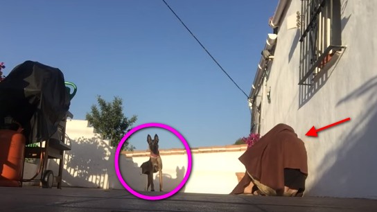 久しぶりに再会した飼い主に大喜びする犬