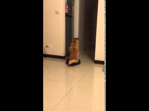 柴柴你要去哪裡？坐著iRobot的柴犬Golden！ - YouTube