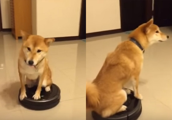 柴犬だってお掃除ロボットに乗れるしターンも決めるし退場もする。