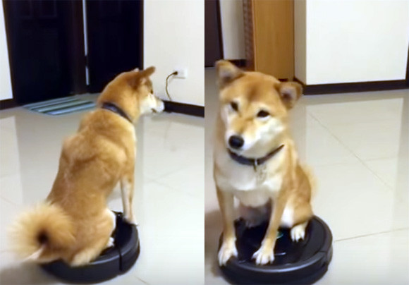 柴犬だってお掃除ロボットに乗れるしターンも決めるし退場もする。 : カラパイア