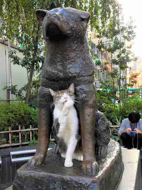 ハチ公の足元に猫を置く男性「街の人々の癒やしになってほしい」…一方で「かわいそう」「動物虐待」の声も