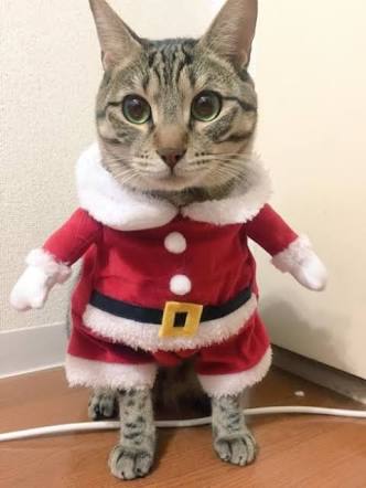 【画像】クリスマス柄のセーターが集まるトピ