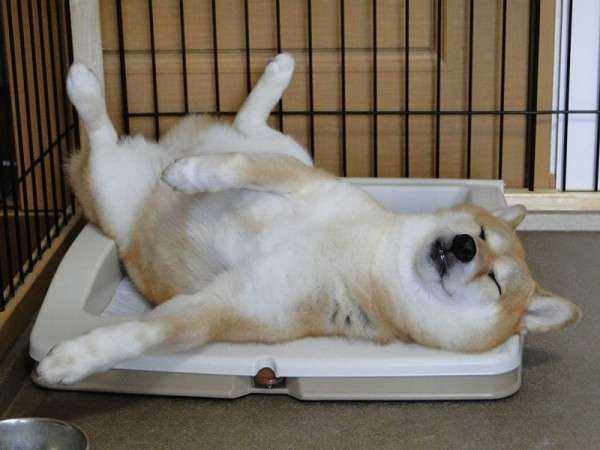 仰向けに寝る犬は怠け者？ 寝相でわかる「愛犬の性格」